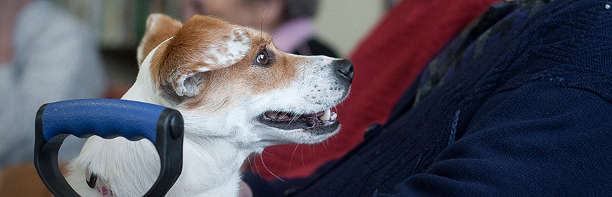 Interventi assistiti con animali