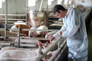 percezione del benessere animale