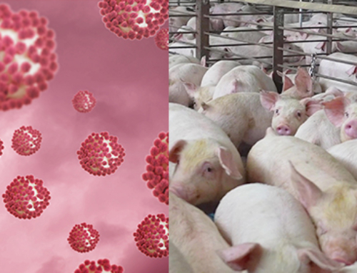Corso ECM webinar / Norovirus nella popolazione suina: è una reale minaccia per l’uomo?